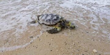 Photo Courtesy: Julius Falejo