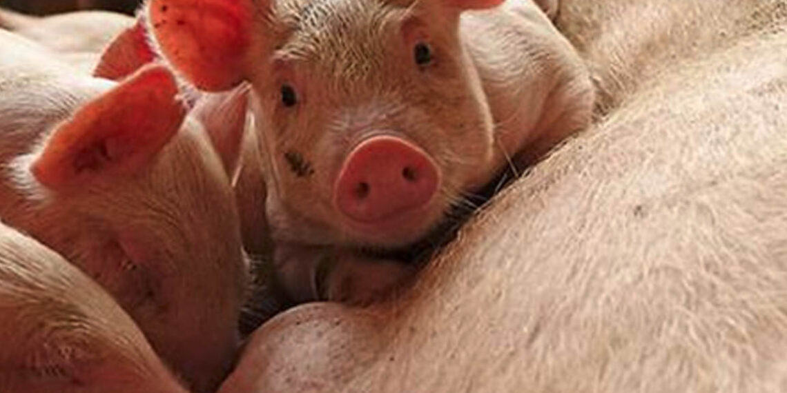 Romblon Governor orders temporary ban on pork products from mainland Luzon