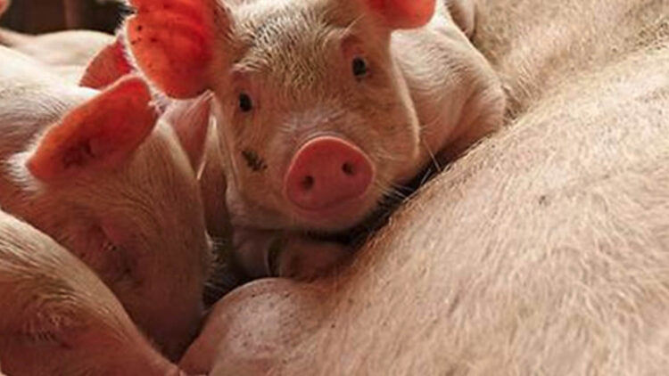 Romblon Governor orders temporary ban on pork products from mainland Luzon