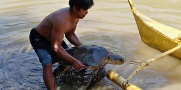 Endangered Turtle rescued off San Andres