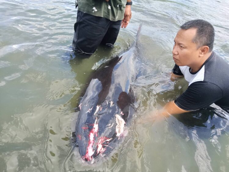 Dwarf sperm whale rescued in Odiongan