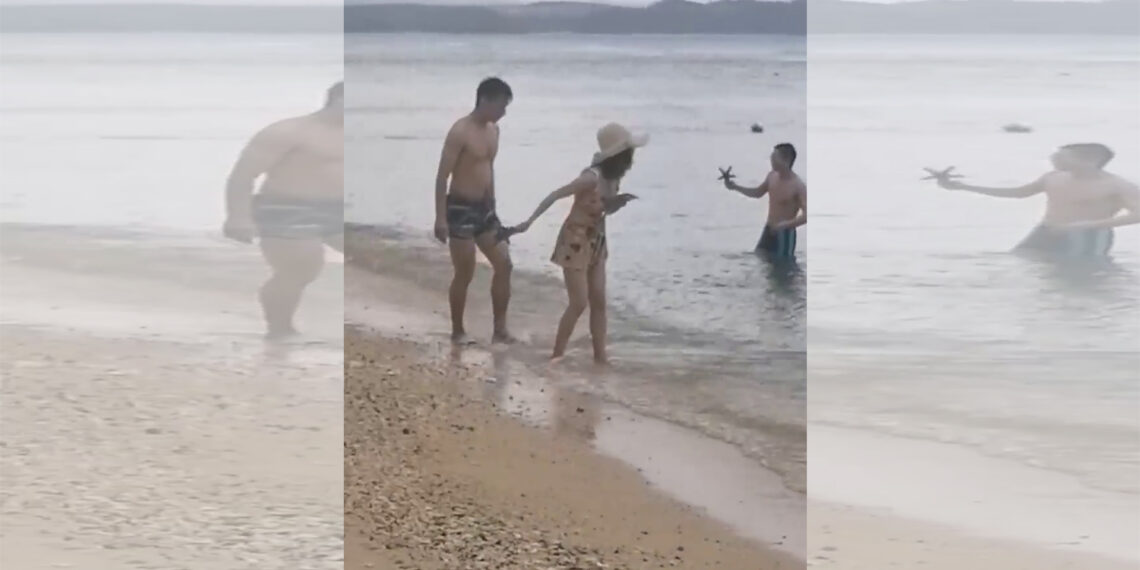 BFAR-Romblon nanawagan sa publiko na huwag paglaruan ang mga Starfish