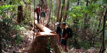 Sabayang operasyon kontra iligal na pagpuputol ng puno, ikinasa ng DENR-Romblon