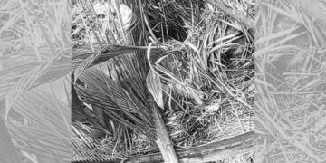 Fetus, natagpuan na itinapon sa Romblon