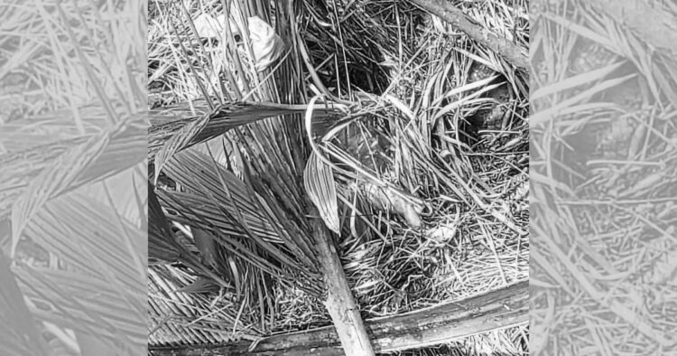 Fetus, natagpuan na itinapon sa Romblon