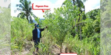 Romblon adopt Tiger Grass-Based Agroforestry Model by UPLB