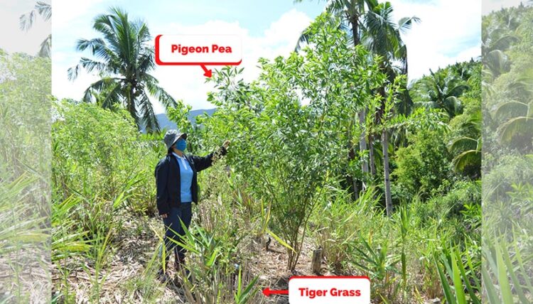 Romblon adopt Tiger Grass-Based Agroforestry Model by UPLB