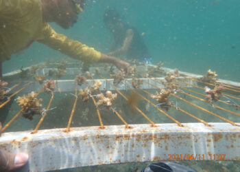 Coral reef restoration sa Marinduque, sinimulan na