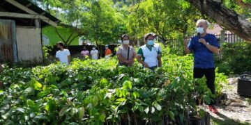 Ready-to-plant na mga seedlings, pinamahagi ng LGU Romblon