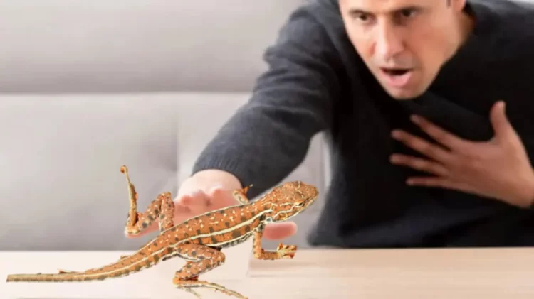 Pagkain ng butiki, gamot nga ba sa hika?