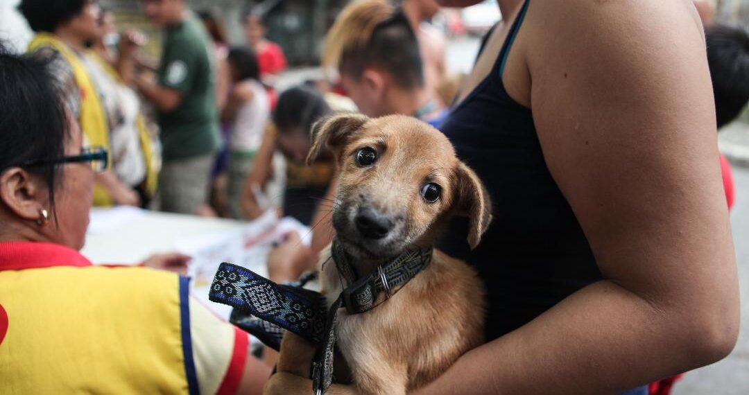 Love pets? Knowledge is key in protecting self, dogs from rabies