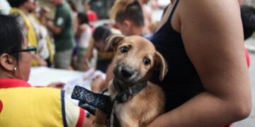Love pets? Knowledge is key in protecting self, dogs from rabies