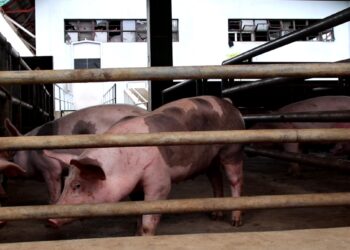 Unang kaso ng ASF, naitala sa isang barangay sa Marinduque