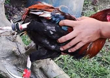 Tatlo arestado sa iligal na sabong sa Santa Fe.