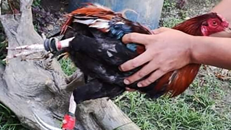 Tatlo arestado sa iligal na sabong sa Santa Fe.