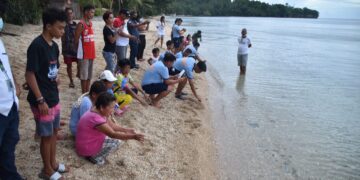50 na green sea turtle, pinakawalan ng PNP sa Romblon