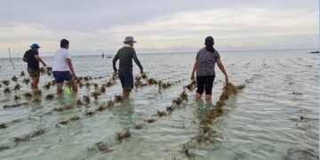 Oryentasyon sa epekto ng plastic straw sa seaweed industry, isinagawa