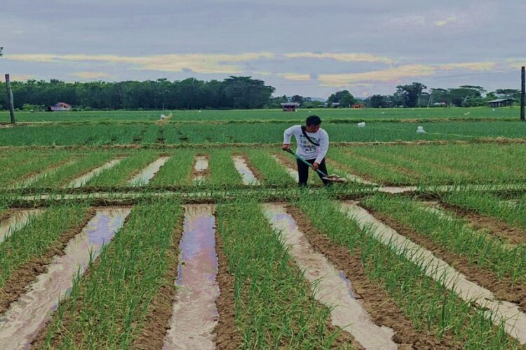 DA, nagbigay ng cold storage at iba pang tulong para sa industriya ng sibuyas sa OccMdo