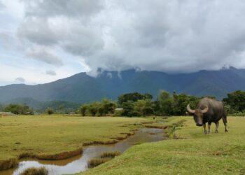 PBBM cites importance of protecting, promoting PH forest cover