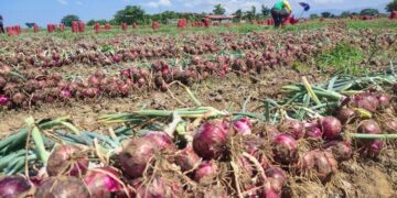 Farm gate price ng sibuyas sa OccMdo, pumalo sa P55 per kilo