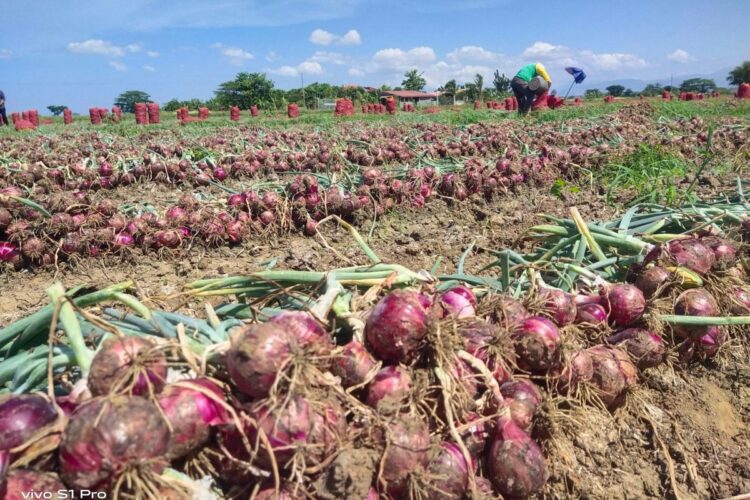 Farm gate price ng sibuyas sa OccMdo, pumalo sa P55 per kilo