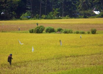 Rice Planting Festival promotes Agriculture Education to Romblomanons