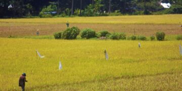 Rice Planting Festival promotes Agriculture Education to Romblomanons