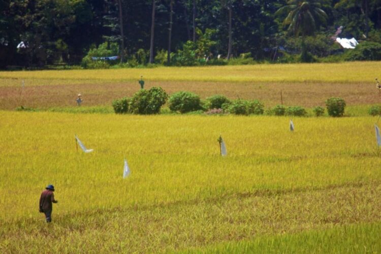 Rice Planting Festival promotes Agriculture Education to Romblomanons