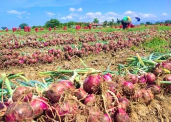 DA breaks ground for P80M onion cold storage facilities in OccMdo