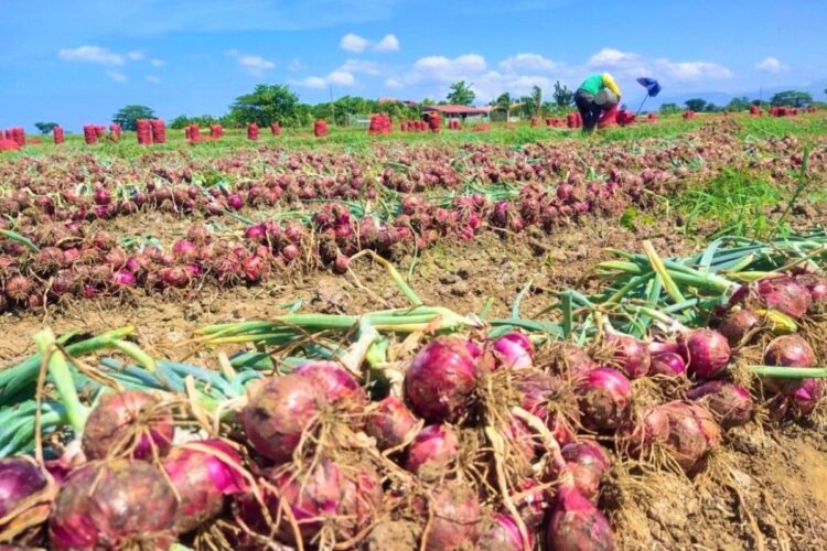 DA breaks ground for P80M onion cold storage facilities in OccMdo