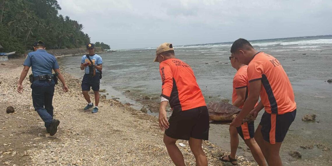 Pagkamatay ng mga pawikan sa Romblon, hinihinalang dahil sa dynamite fishing