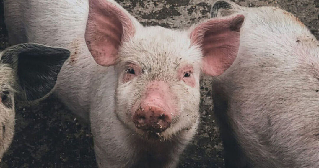 Pagkamatay ng mahigit 100 baboy sa Sibuyan, iniimbestigahan na ng ProVet