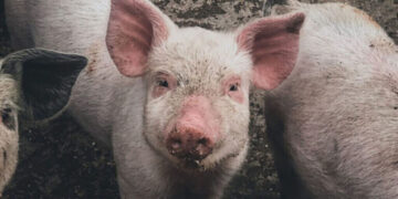 Pagkamatay ng mahigit 100 baboy sa Sibuyan, iniimbestigahan na ng ProVet