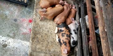 State of Calamity idineklara sa bayan ng San Fernando dahil sa ASF