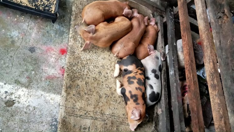 State of Calamity idineklara sa bayan ng San Fernando dahil sa ASF