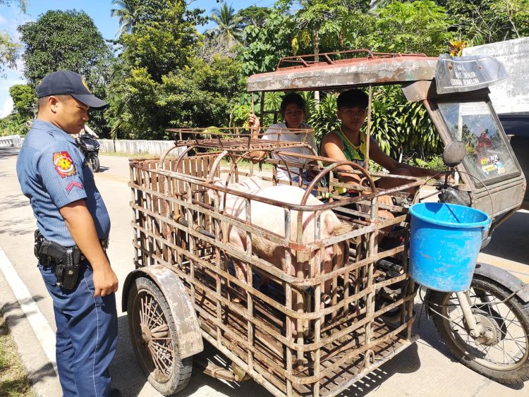 PCIC insurance covers more than 700 hog raisers in Odiongan amid ASF threat