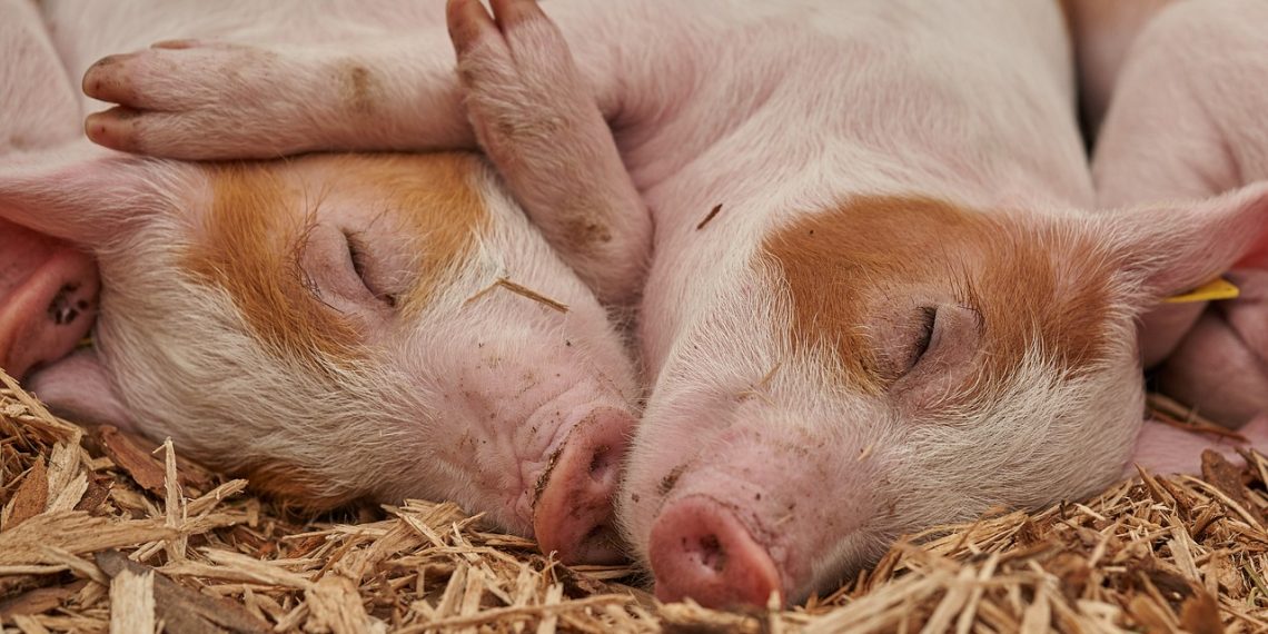 PCIC urges hog raisers to insure swines amid ASF spread