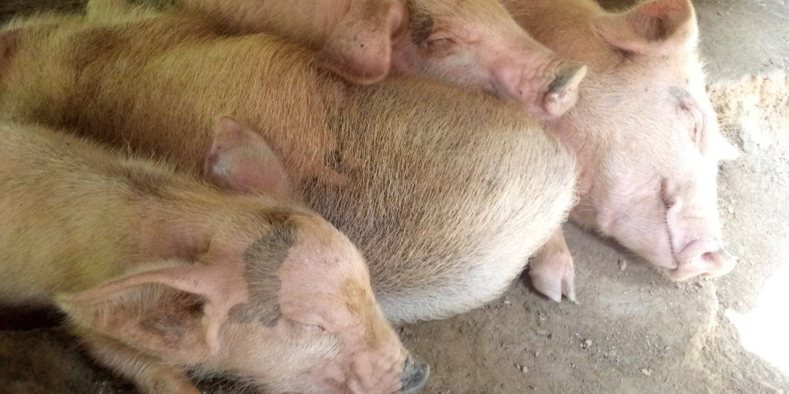 Tablas Island confirms first ASF infections