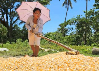 Romblon corn farmers receive support from the DA to boost production