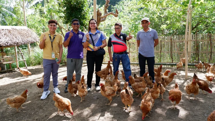 DA empowers Romblon farmers with Free-Range Chicken Farming project