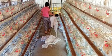 DA supports Romblon farmers in launching egg production business