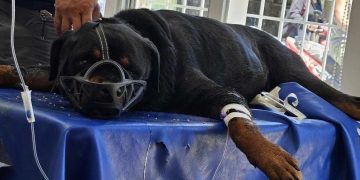 Dogs may also suffer heat stroke amid raising temperature