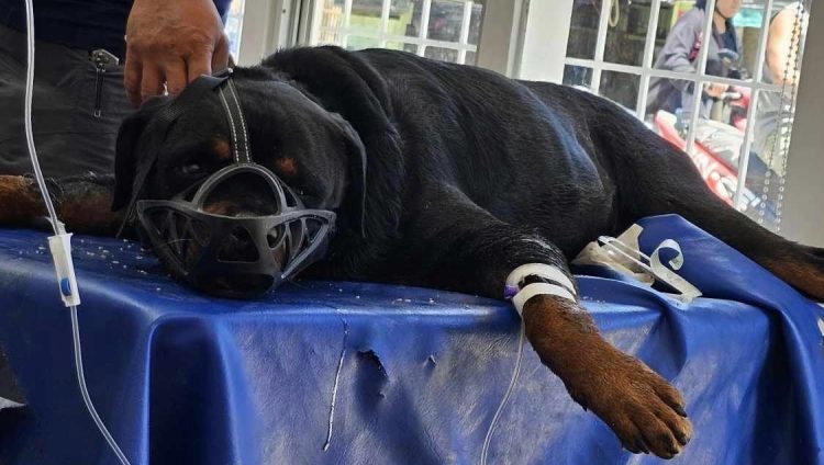 Dogs may also suffer heat stroke amid raising temperature