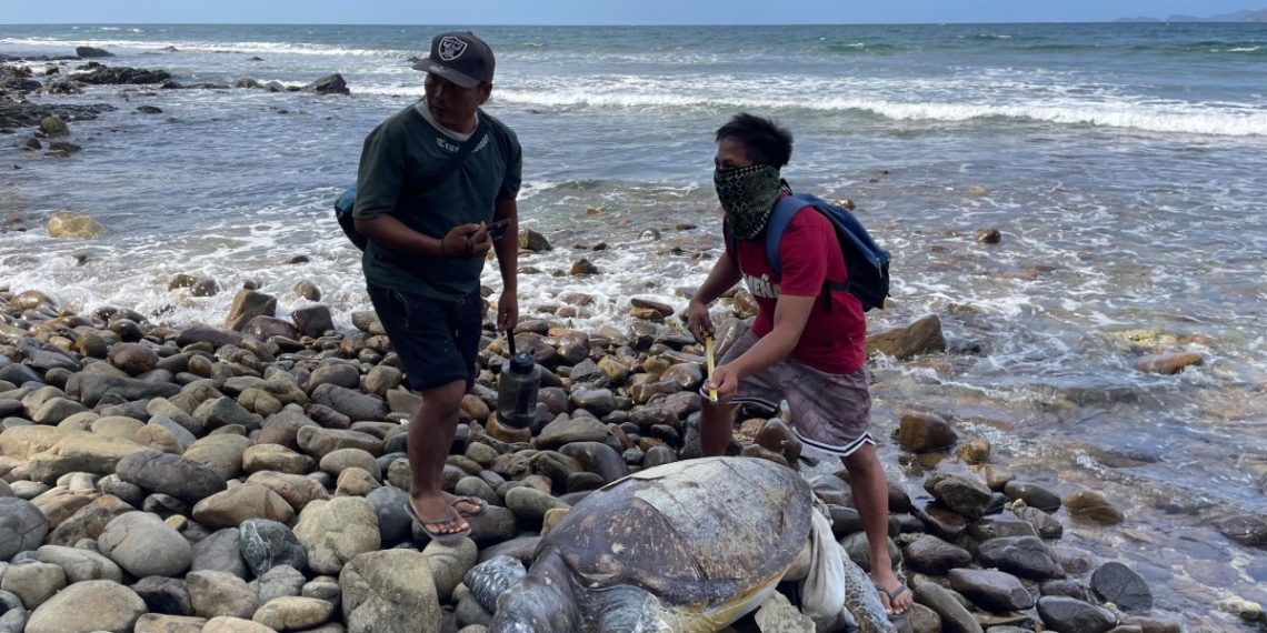 Climate change causes deaths of sea turtles, says PPSRNP