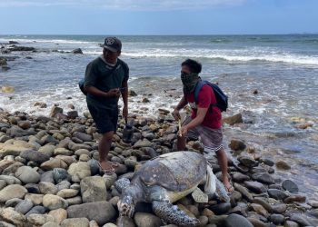 Climate change causes deaths of sea turtles, says PPSRNP