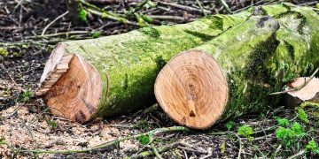 P50K halaga ng pinutol na kahoy sa Sibuyan, nasabat ng DENR at PNP