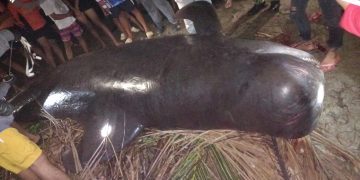 Patay na balyena, napadpad sa Romblon