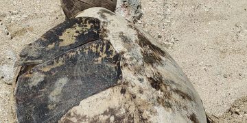 Poached sea turtle shell found in Romblon