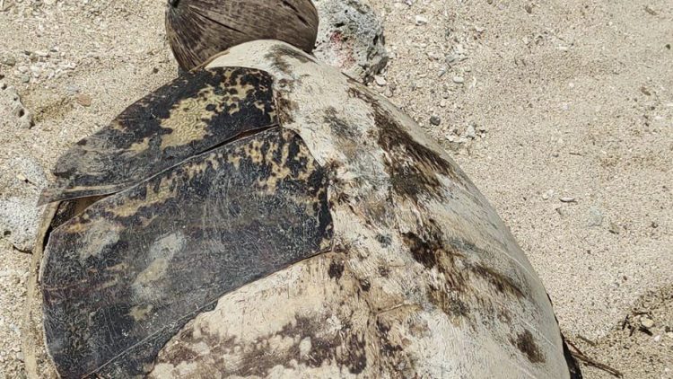 Poached sea turtle shell found in Romblon