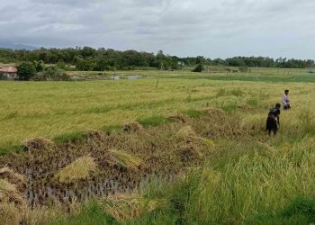 Pinsala sa agrikultura sa Romblon dahil kay Kristine, umabot sa P24M